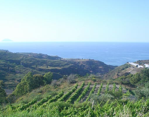 Bonavita