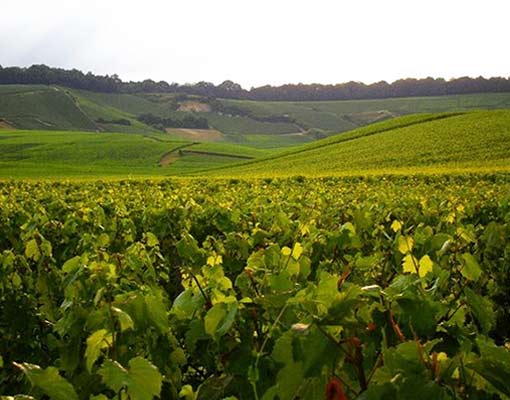 Champagne Larmandier-Bernier