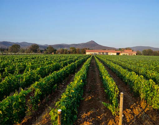 Le Macchiole - Bolgheri
